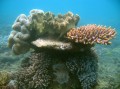 Nagy-Korallzátony - egy mer(ül)ő csoda - 