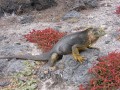 Galapagos - a teknsk szigete - 
