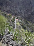 Tenerife, az rk tavasz szigete - Masca, a kalzfalu